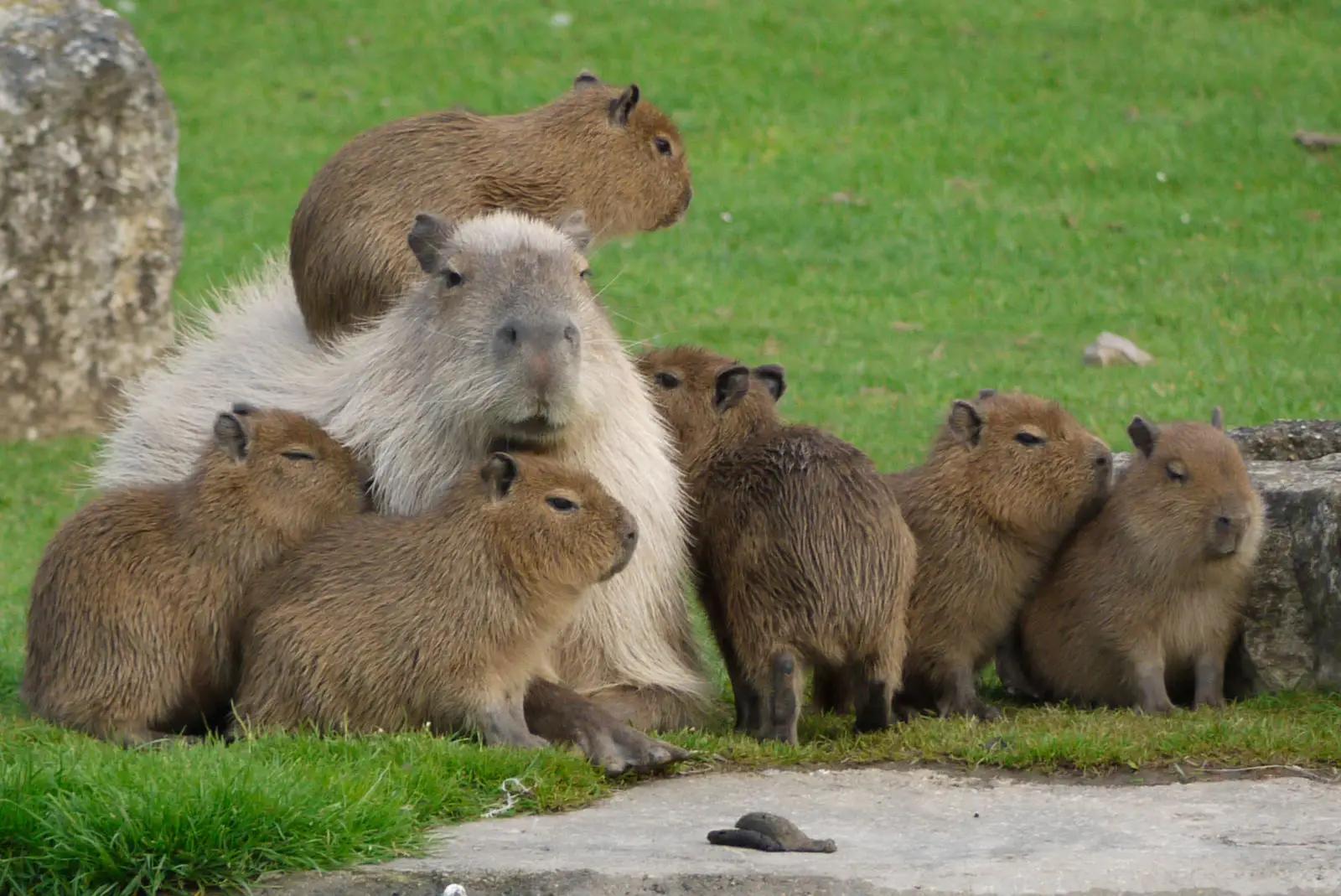 Capybara Communication