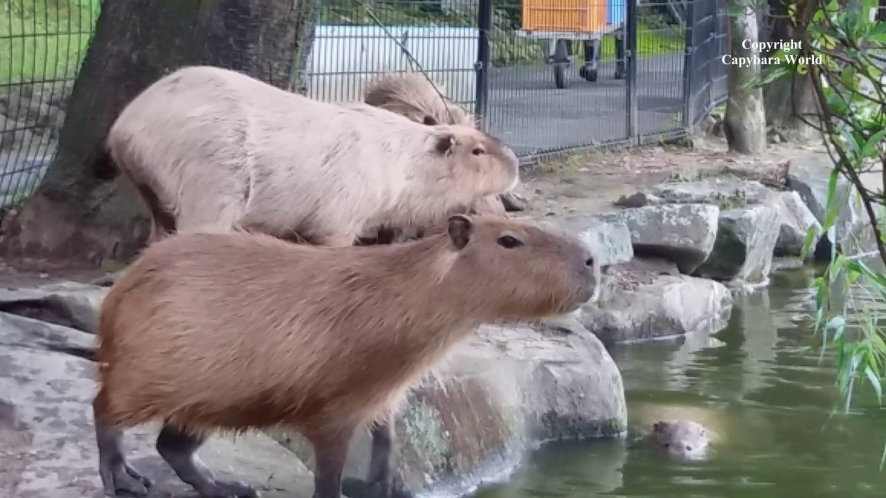 Capybaras socializing with other animals