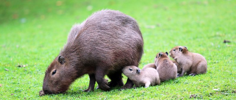 Why Are Capybaras So Chill?