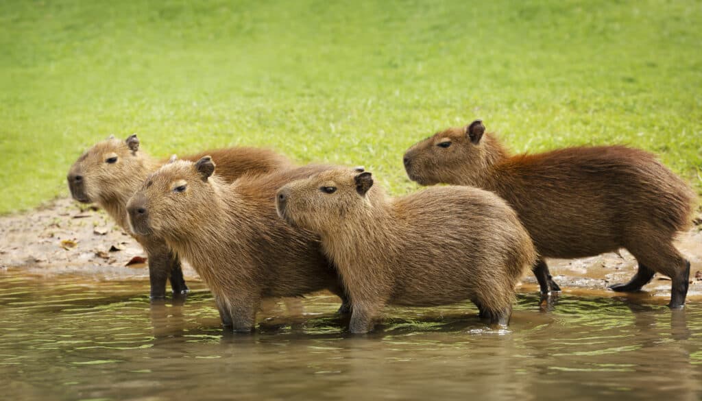 Capybara communicating with other animals