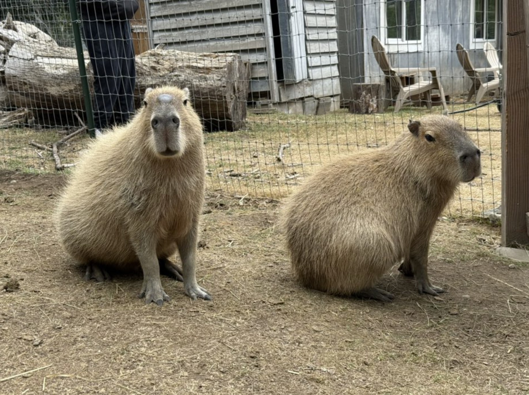 The Healing Farm - A Hidden Gem for Capybara Lovers