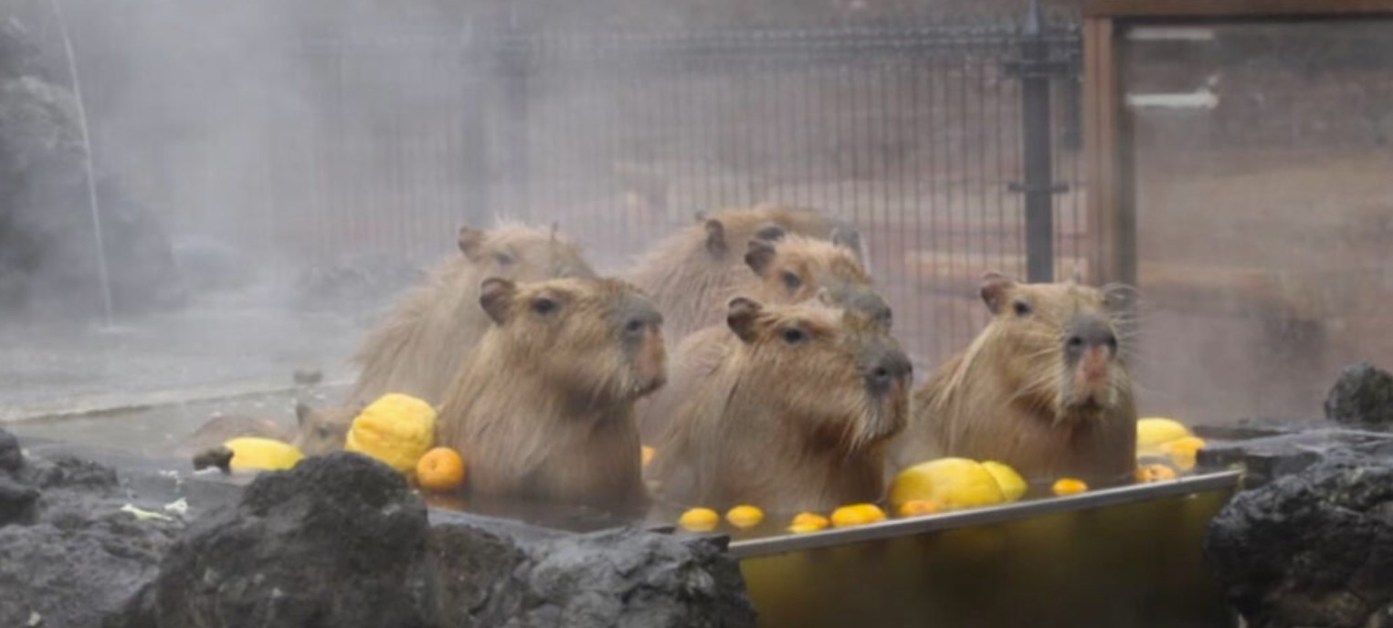 Capybaras sharing space with monkeys in their natural habitat