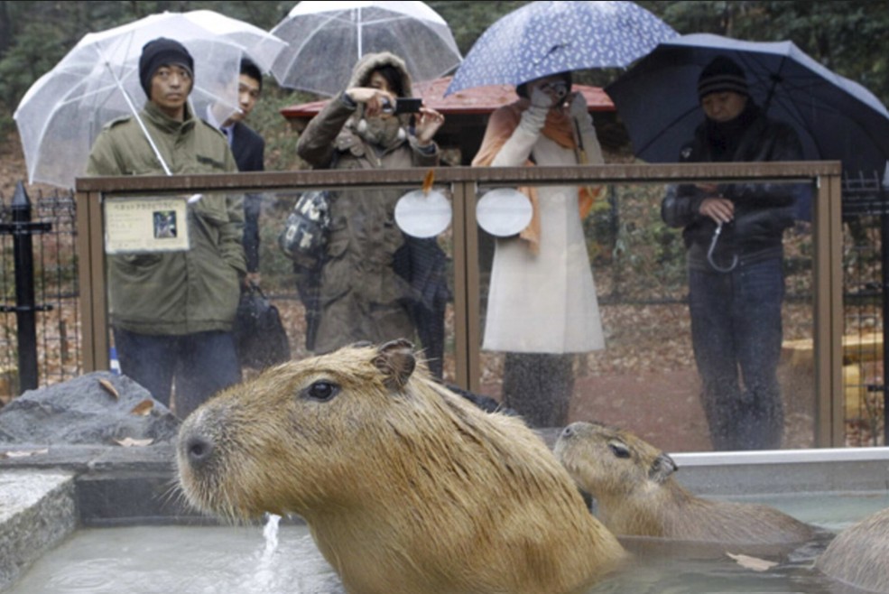 A diverse group of animals gathered around a water source with capybaras