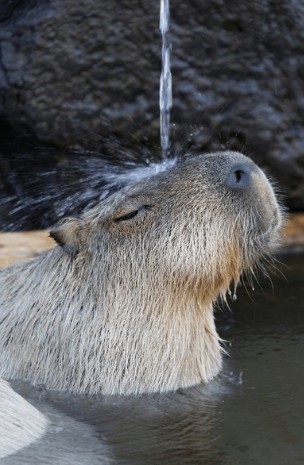 A capybara in a meditative pose by the water