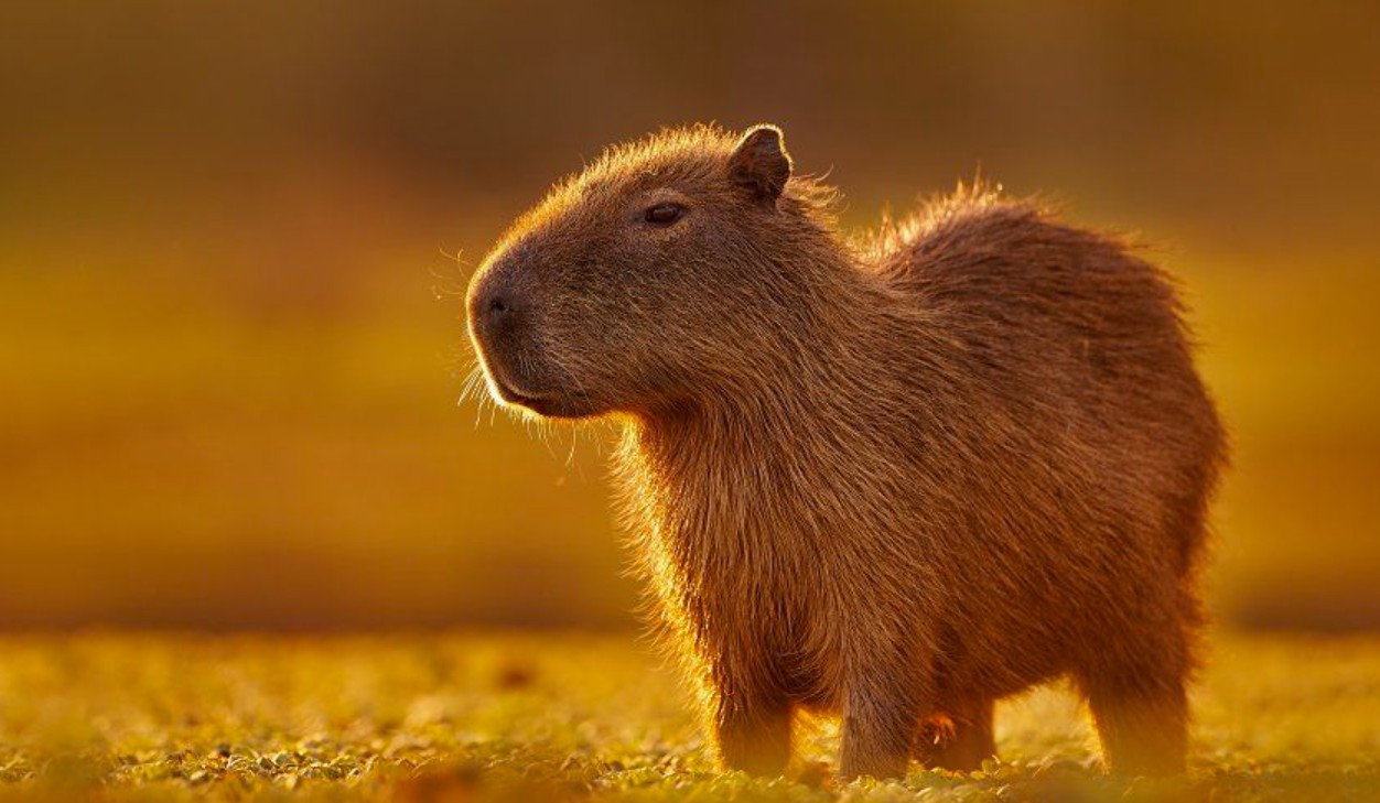 Capybaras demonstrating their calm behavior in a group setting