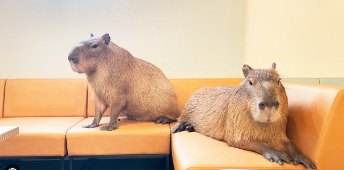 Capybara at Capybara Cafe Tokyo