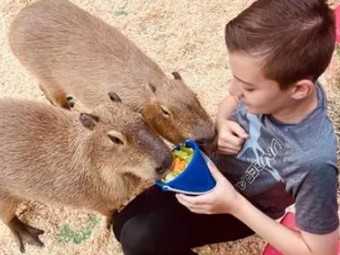Capybara at Debbie Doolittle's Petting Zoo
