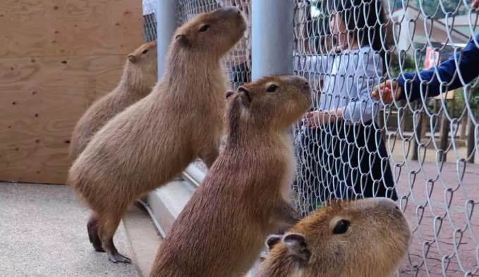 Capybara at Katsurahama Aquarium