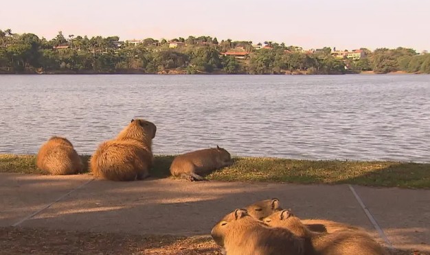 Where Do Capybaras Live?