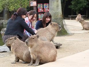 Capybara at Nagasaki Bio Park