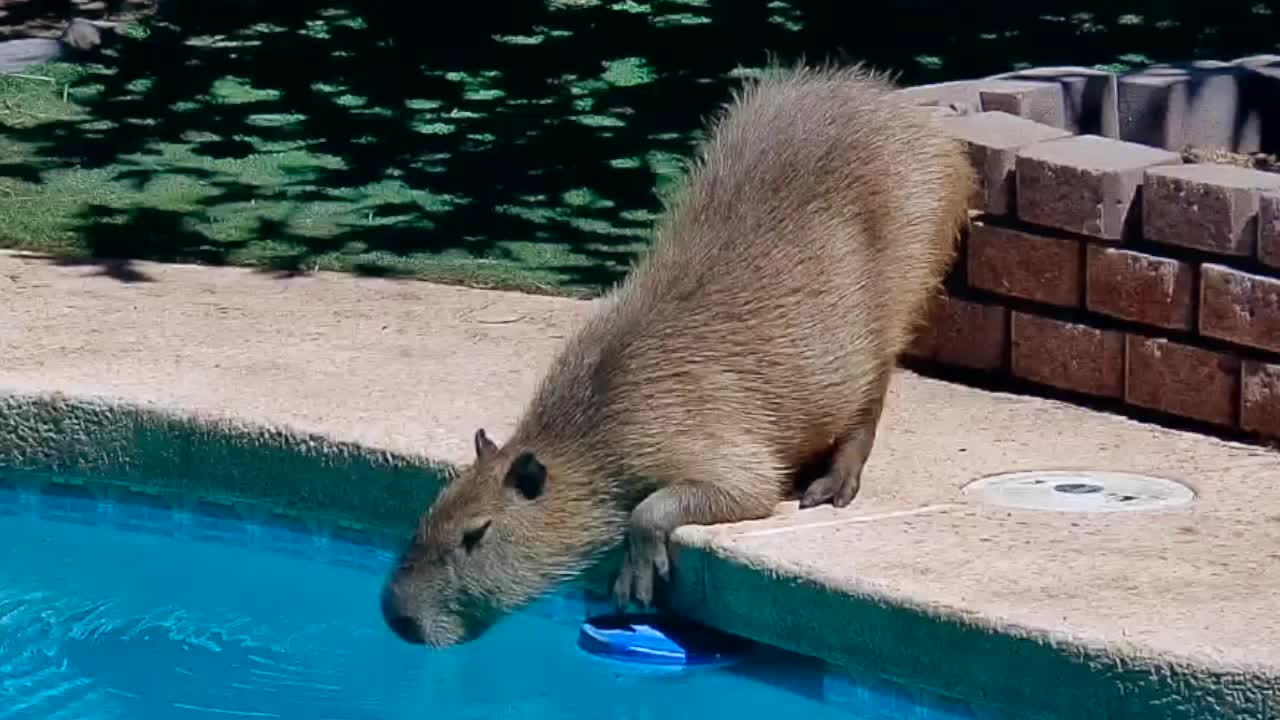 Capybara at Phoenix Herpetological Sanctuary