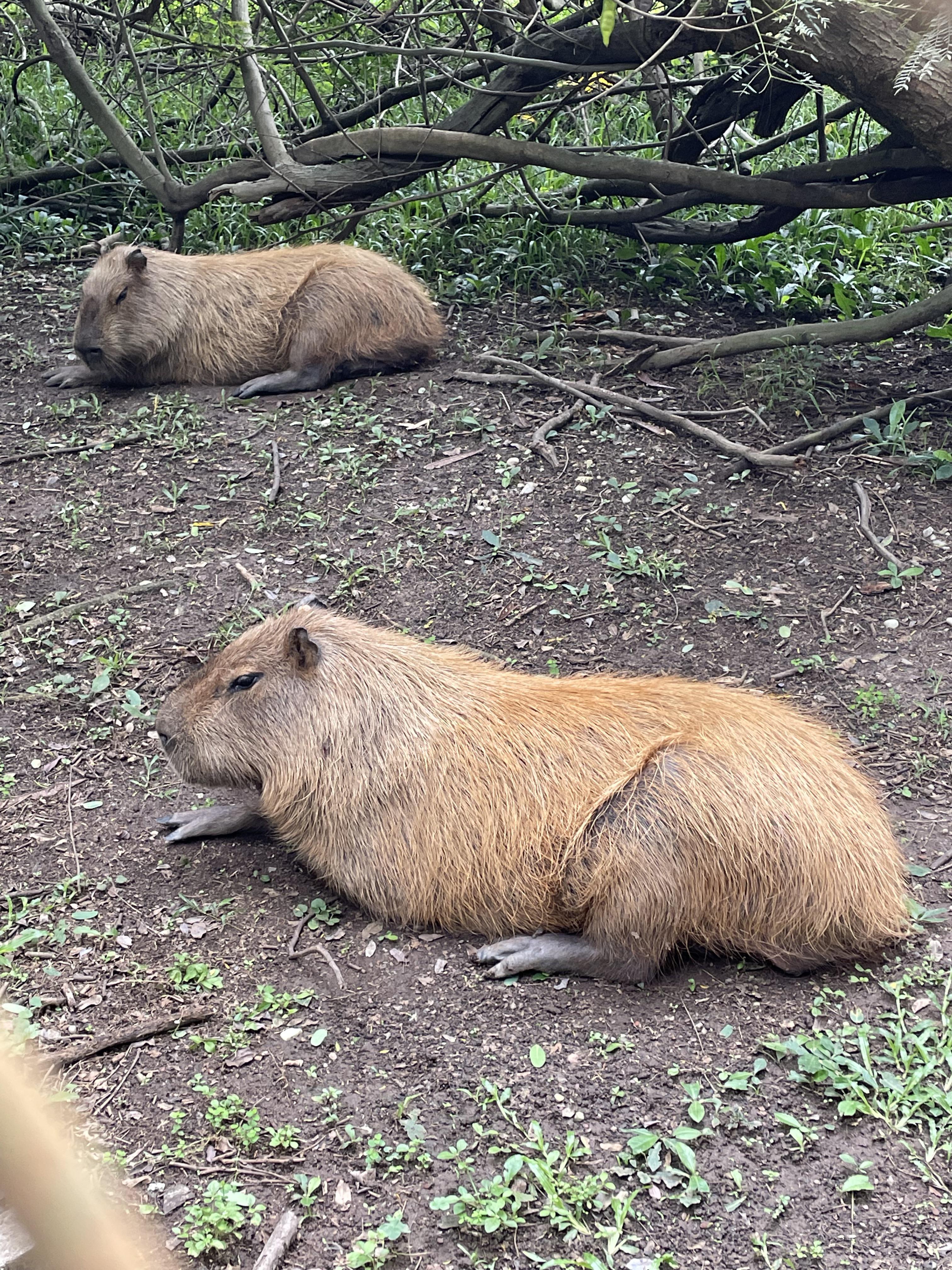 Capybara at São Paulo Zoo